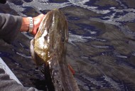 canadian fly in fishing trips