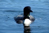 fly in fishing trips