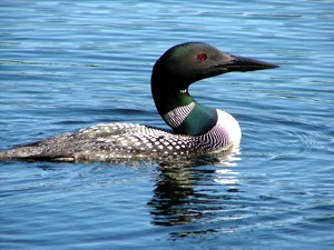 Loon